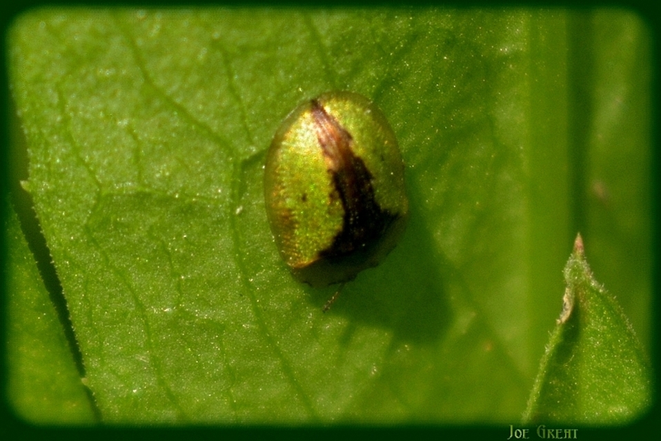 Cassida Cassida