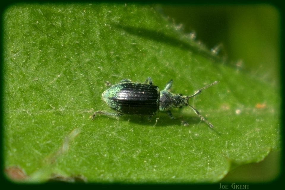 Phyllobius thalassinus - tömpeorrú levélormányos