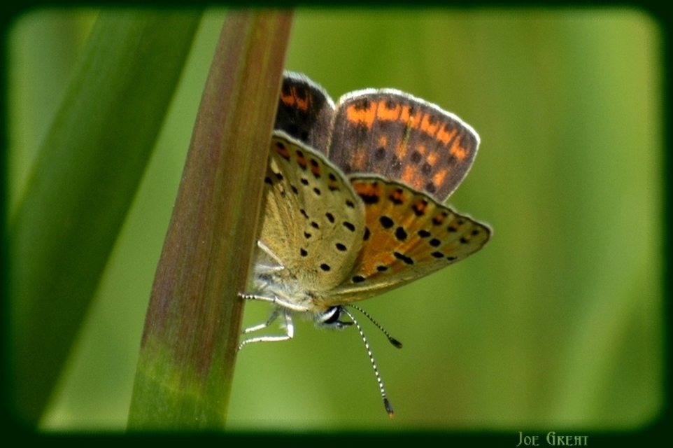Lycaena tityrus - barna tűzlepke