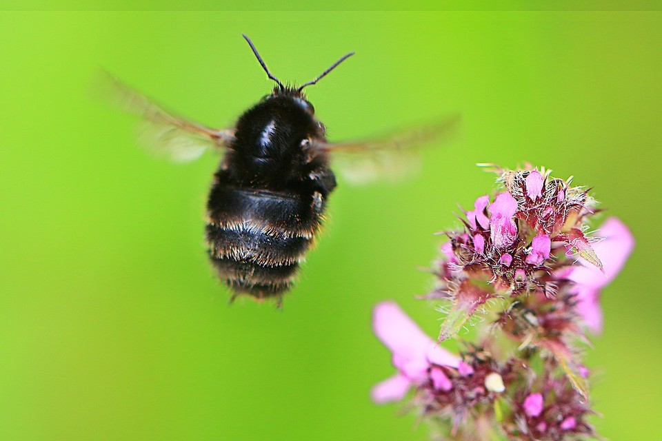 Hymenoptera - Hártyásszárnyúak