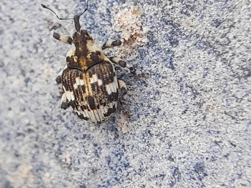 Hadroplontus trimaculatus - háromfoltos aszatormányos