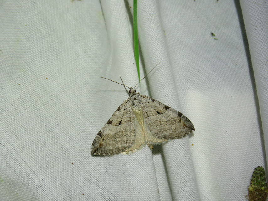 Aplocera plagiata - szürke csíkosaraszoló