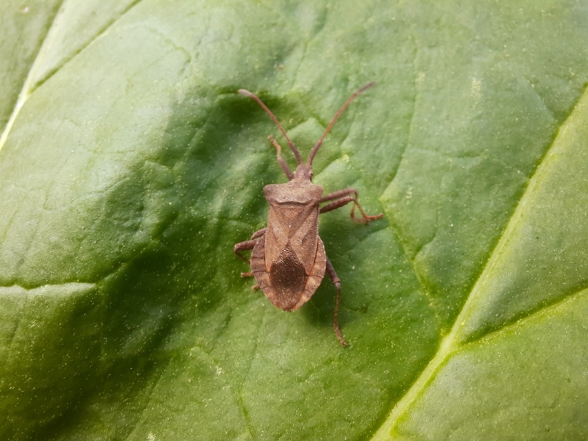 Coreus marginatus - közönséges karimáspoloska