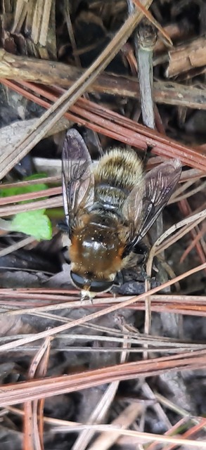 Merodon equestris - változékony nárciszlégy