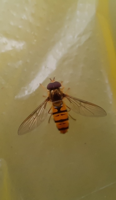 Episyrphus balteatus - ékfoltos zengőlégy