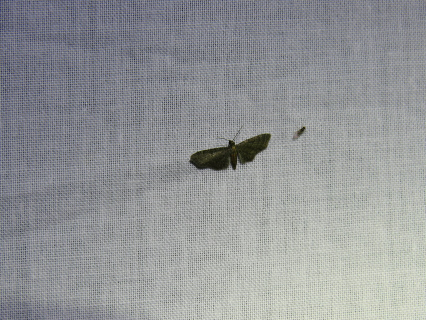Eupithecia haworthiata - rozsdástestű törpearaszoló