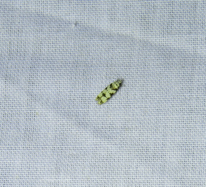 Pseudotelphusa scalella - moharágó sarlósmoly