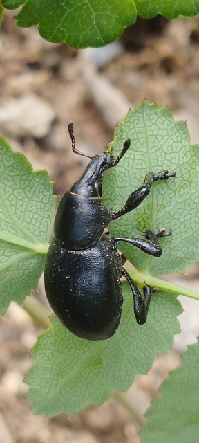 Liparus dirus - sujtár-szerecsenományos Liparus dirus - sujtár-szerecsenományos