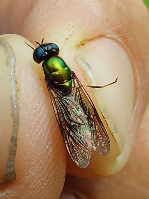 Stratiomyidae - katonalégyfélék