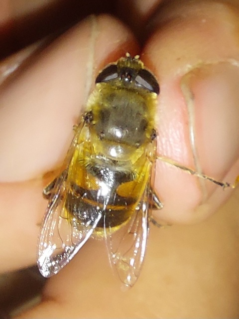 Eristalis tenax - közönséges herelégy
