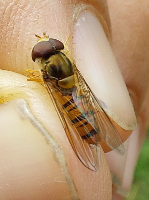 Episyrphus balteatus - ékfoltos zengőlégy
