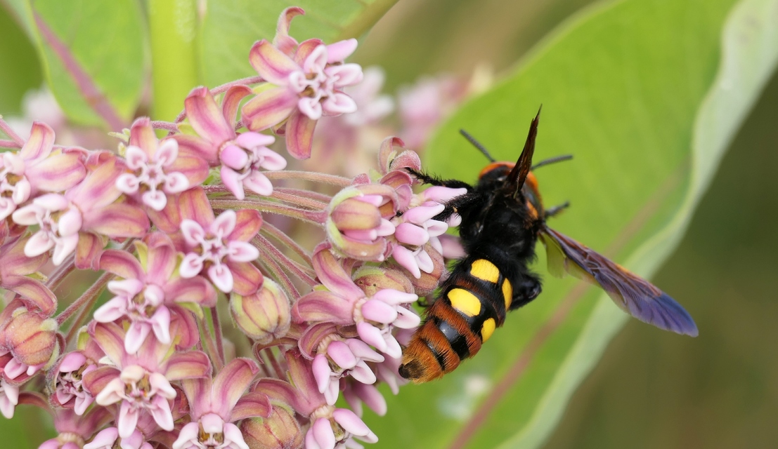 Megascolia maculata - óriás-tőrösdarázs