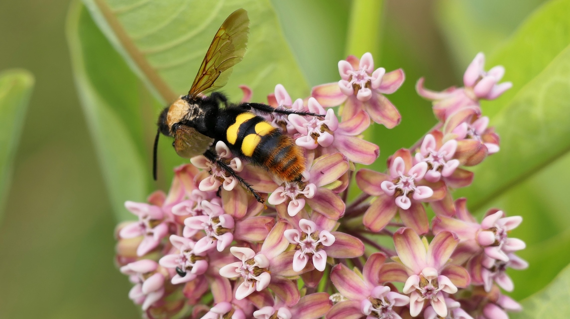 Megascolia maculata - óriás-tőrösdarázs
