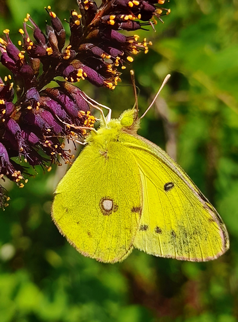 Colias erate - csángó-kéneslepke