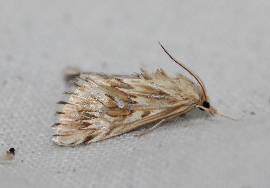 Cynaeda dentalis - gyakori ciframoly