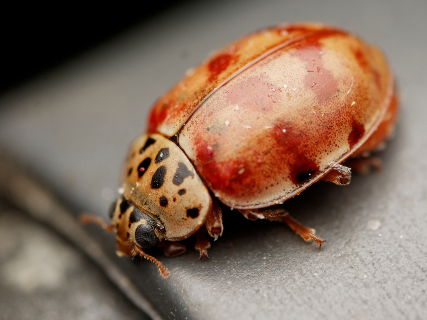 Harmonia quadripunctata - négypettyes katica