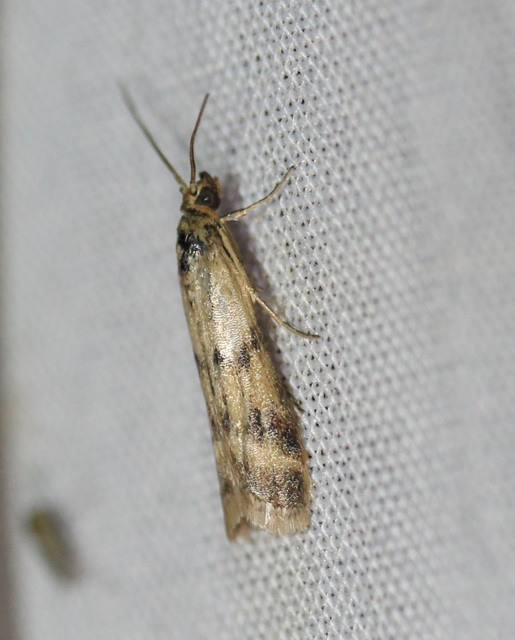 Homoeosoma sinuella - agyagsárga karcsúmoly