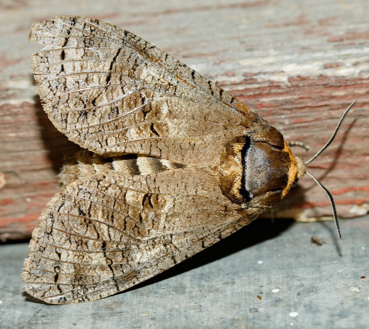 Cossus cossus - fűzfarontólepke