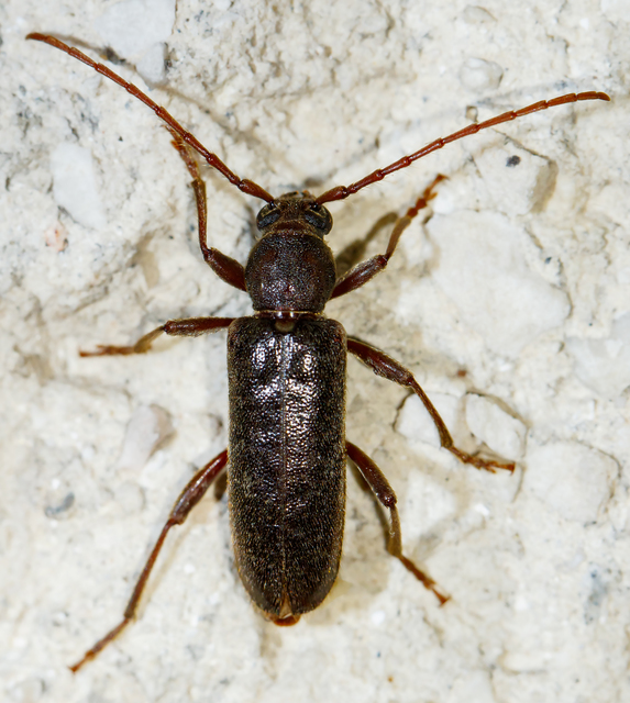 Trichoferus campestris - szállóvendég éjicincér