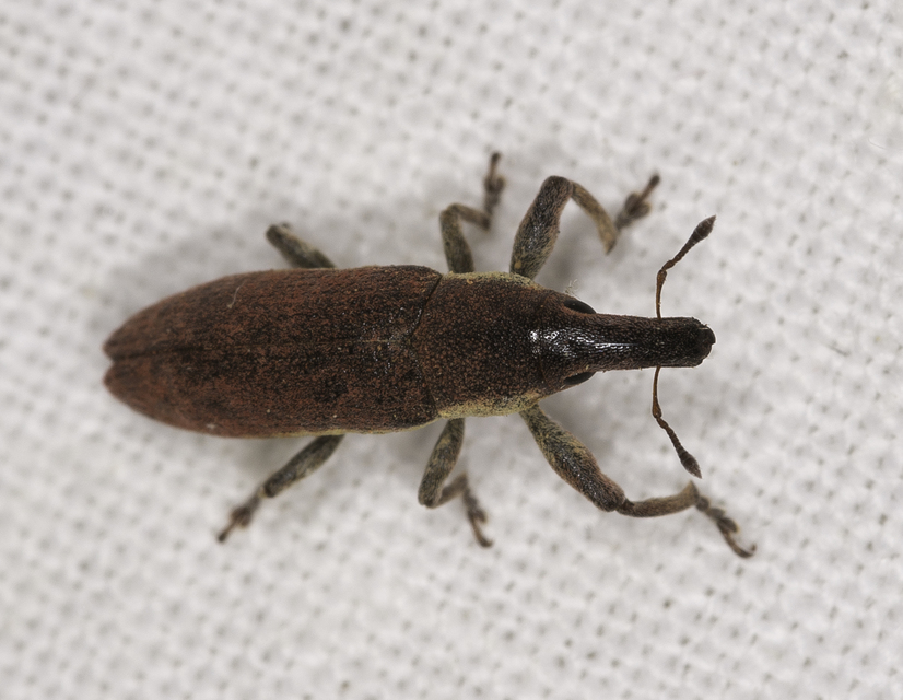 Lixus angustus - rövid dudvabarkó