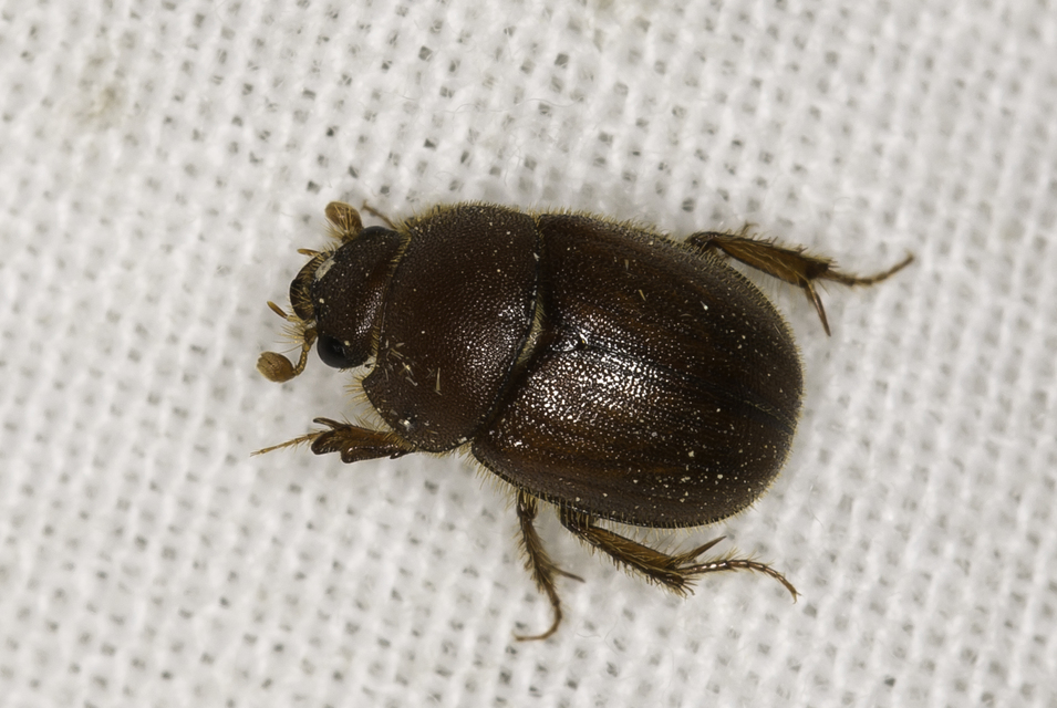 Ochodaeus chrysomeloides - alkonyati homoktúróbogár Ochodaeus chrysomeloides - alkonyati homoktúróbogár
