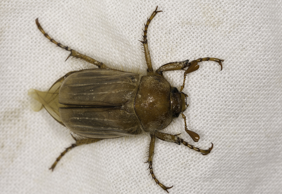 Amphimallon solstitiale - bordás sárgacserebogár