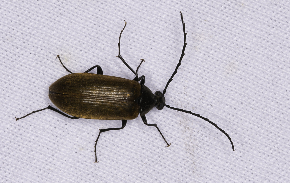 Pseudocistela ceramboides - narancssárga alkonybogár