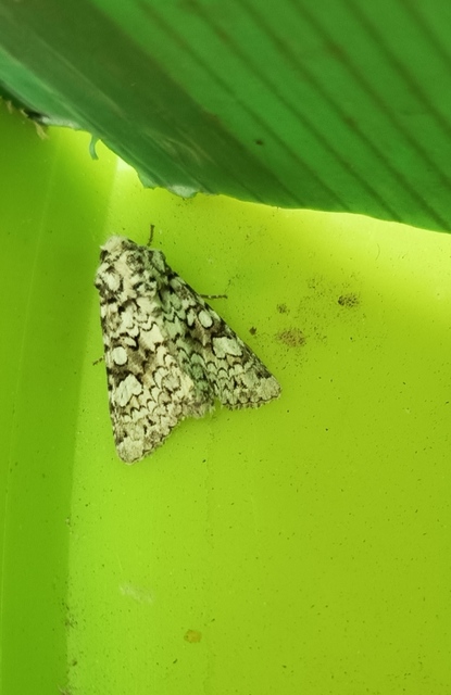 selyemfehér kertibagoly - Hecatera cappa