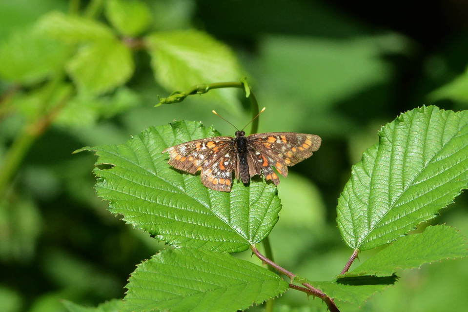 Euphydryas maturna - díszes tarkalepke