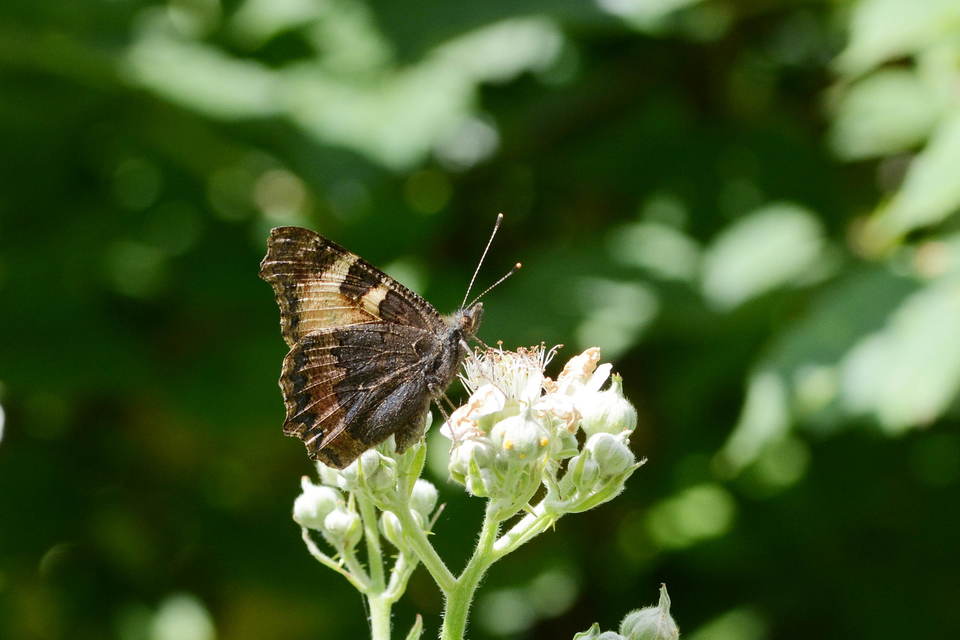 Nymphalis urticae - kis rókalepke