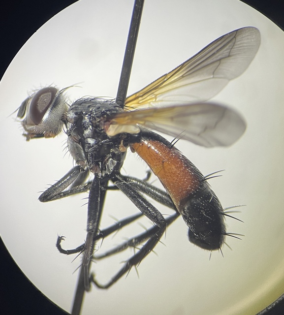 Cylindromyia