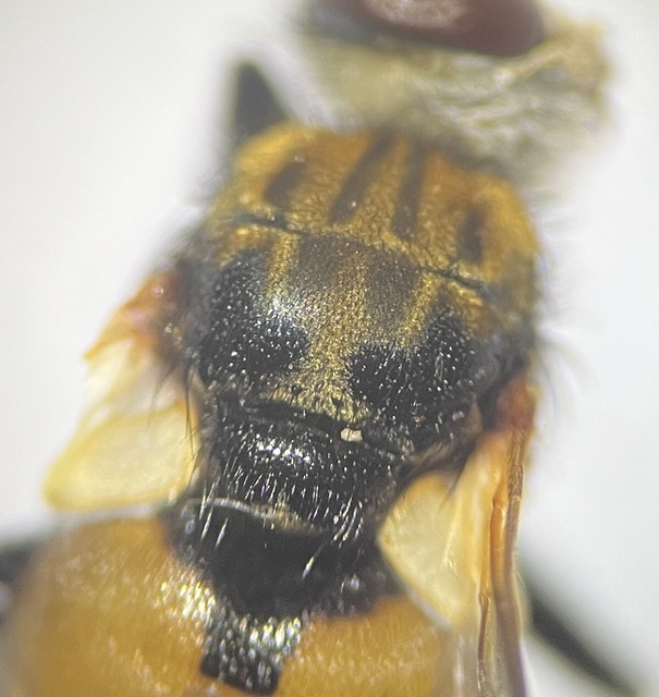 Gymnosoma rotundatum