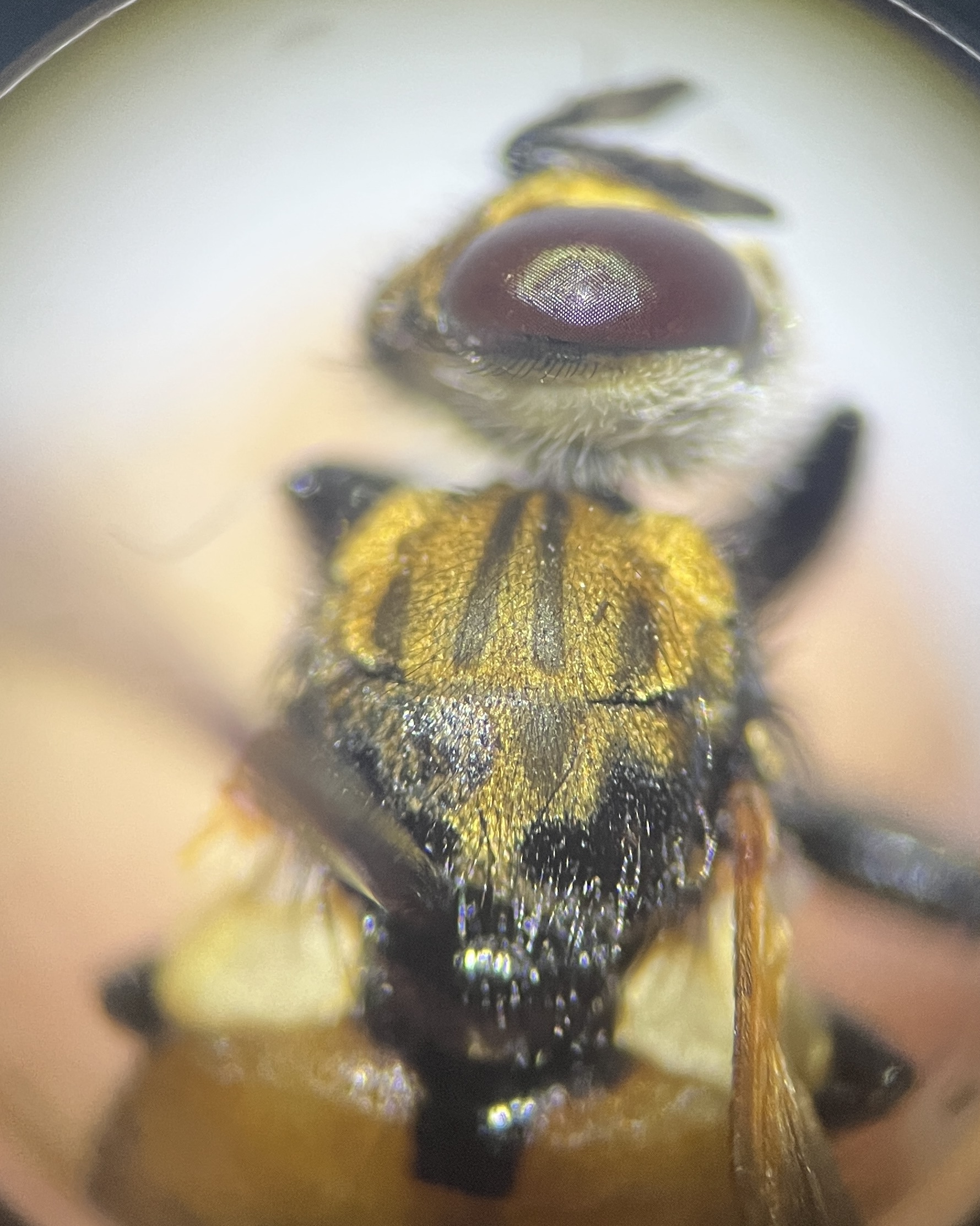 Gymnosoma rotundatum