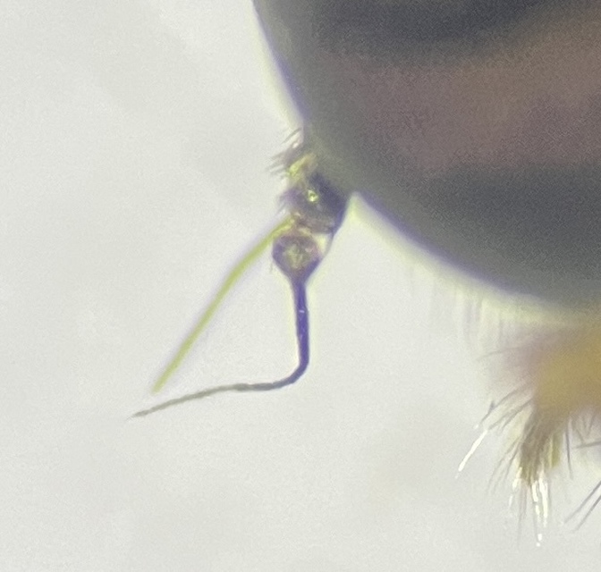 Rhagio lineola