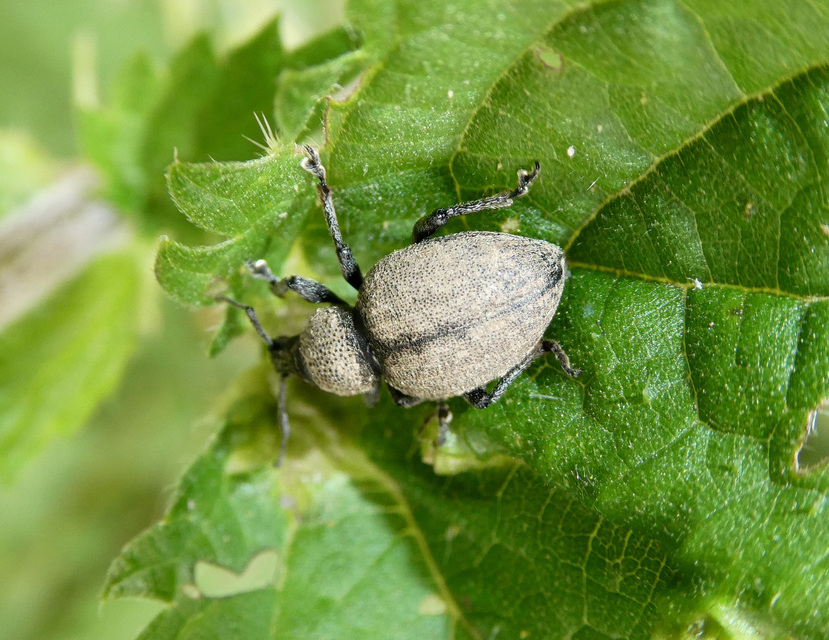 Otiorhynchus ligustici - vincellér-gyalogormányos