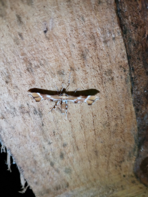 Cnaemidophorus rhododactyla - rózsabogyó-tollasmoly