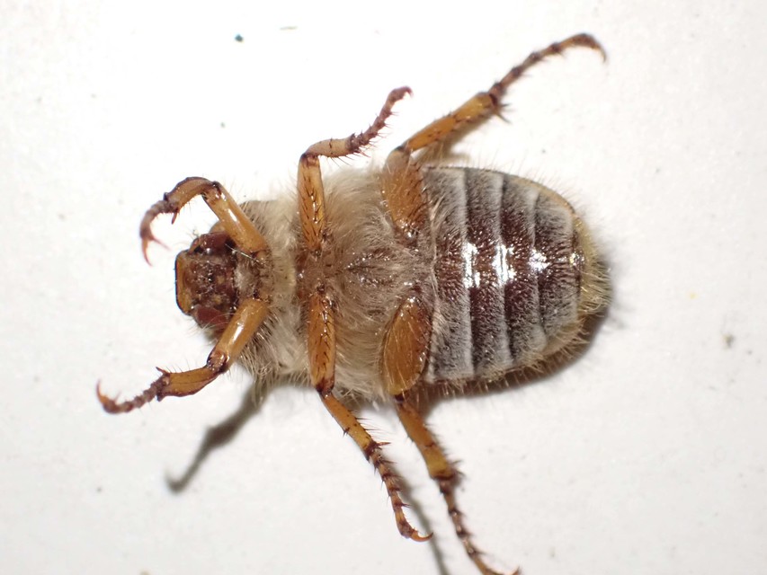 Amphimallon solstitiale - bordás sárgacserebogár