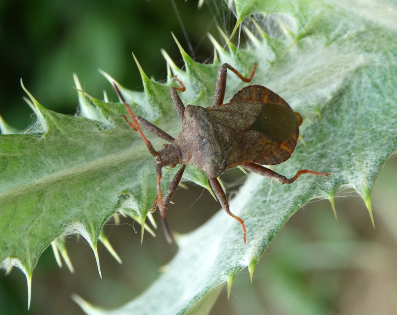 Coreus marginatus - közönséges karimáspoloska