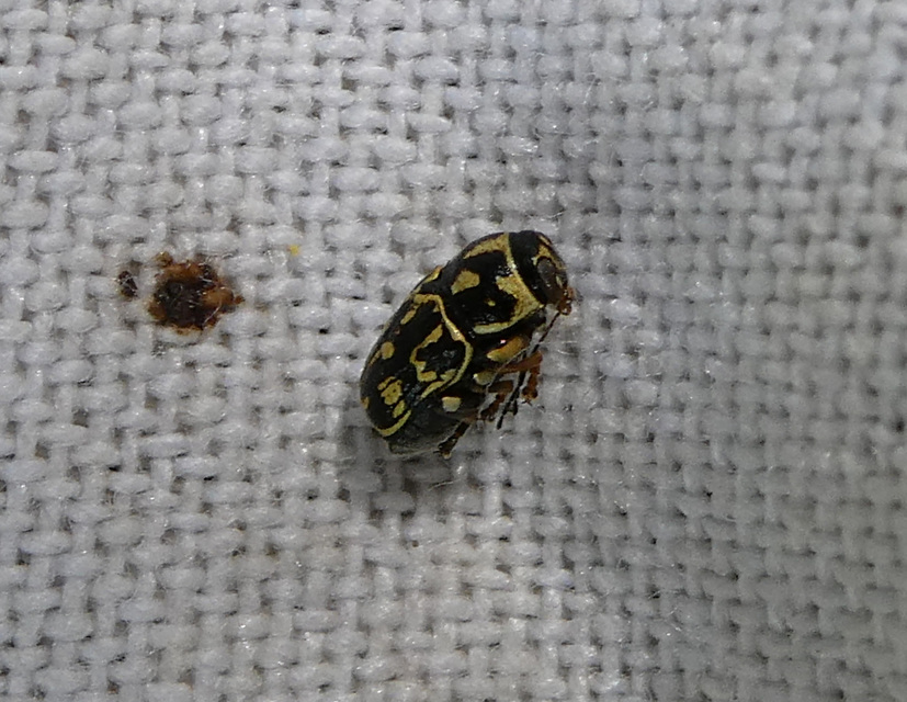 Pachybrachis tesselatus - ragyáshátú tömzsibogár