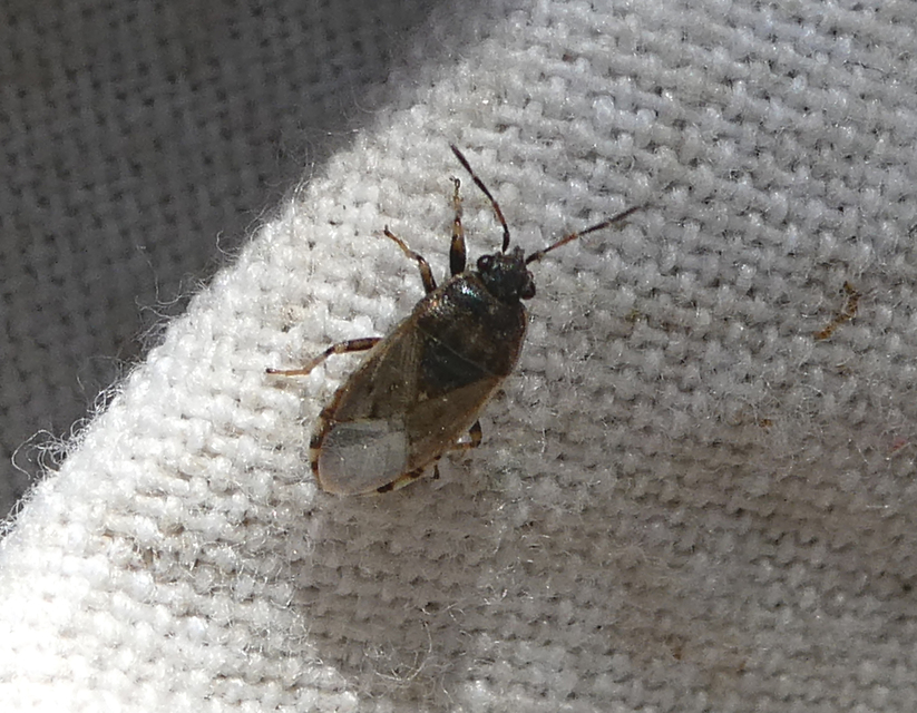 Platyplax salviae - zsályabodobács