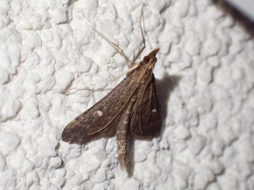 Dolicharthria punctalis - hosszúlábú tűzmoly