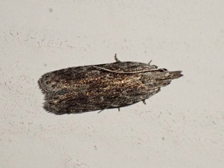 Anarsia