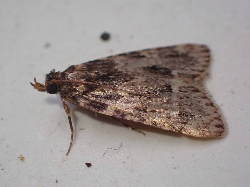 Aglossa