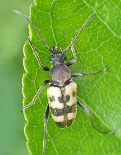 Pachytodes cerambyciformis - változékony virágcincér