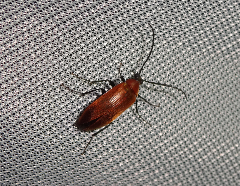 Pseudocistela ceramboides - narancssárga alkonybogár