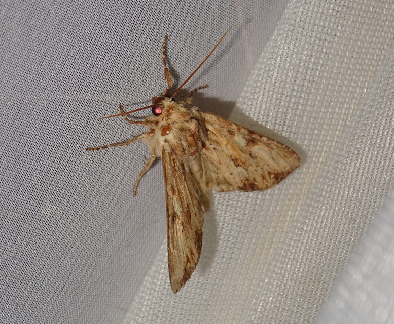 Apamea sublustris - sárgás dudvabagoly