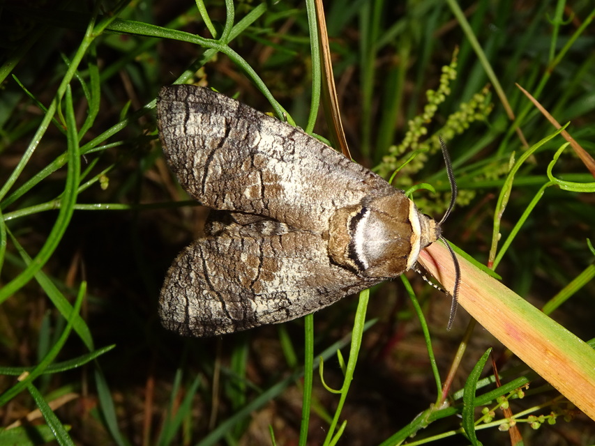 Cossus cossus - fűzfarontólepke