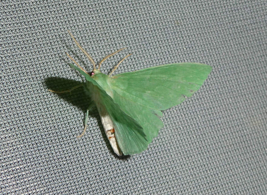 Geometra papilionaria - nagy zöldaraszoló