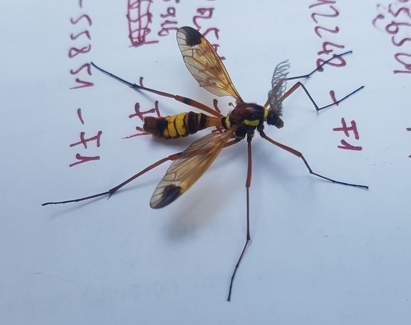 Ctenophora ornata - sárga fésűsszúnyog