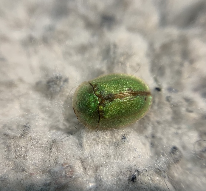 Cassida prasina - hagymazöld pajzsbogár Cassida prasina - hagymazöld pajzsbogár